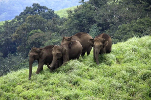 aralam-wildlife