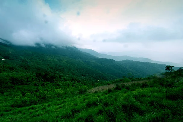elapeedika_a_tangle